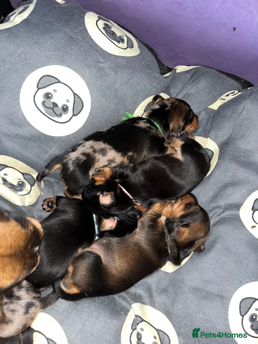 Jackshund dogs for sale: ❤️ Bella’s beautiful little ❤️ - Advert 8