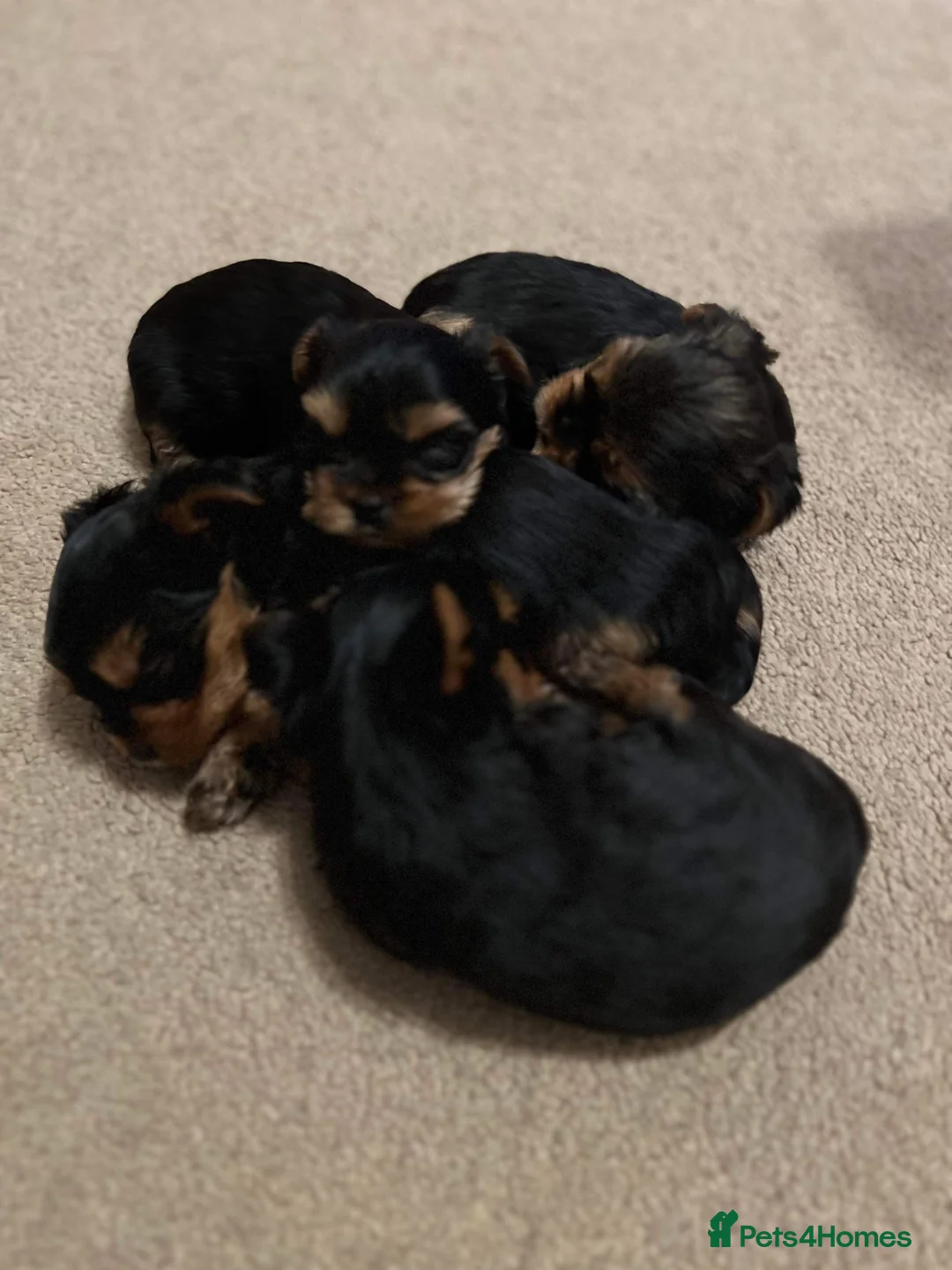 Yorkshire Terrier dogs for stud: Super small Yorkie with short muzzle DNA tested in Sheffield - Advert 12