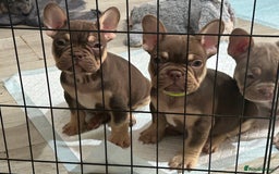 French Bulldog dogs for sale: 5* beautiful French bulldogs left ready to go 🏡 - Image 2