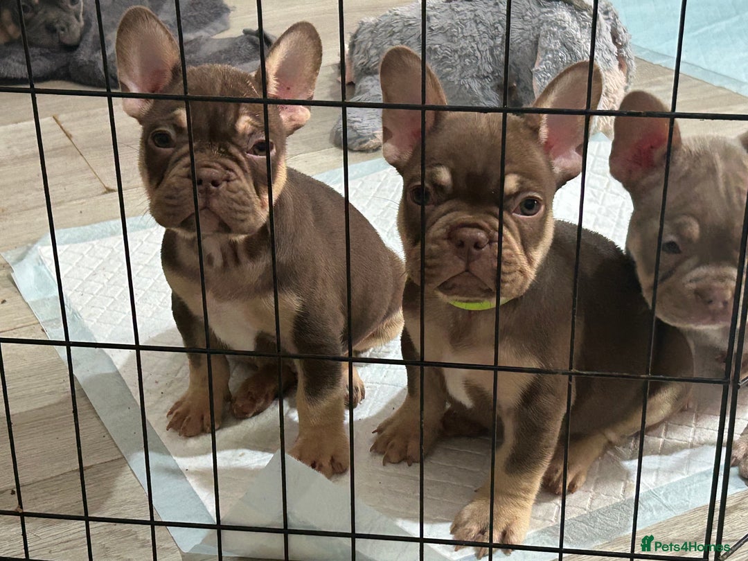 French Bulldog dogs for sale: 5* beautiful French bulldogs left ready to go 🏡 - Image 2