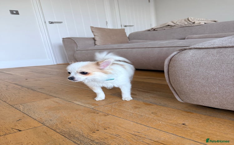 Pomchi dogs - Advert 2