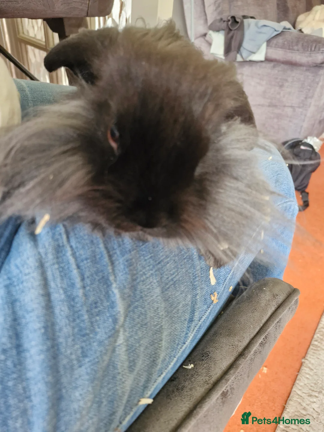 Lionhead rabbits for sale: Male bunny looking for his new home  - Advert 6