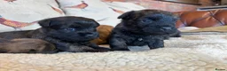 Mixed Breed dogs for sale: Cairn x Patterdale  - Advert 8