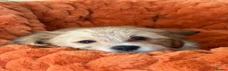 Mixed Breed dogs for sale: Maltese x JackChi puppies - ready to go - Advert 18