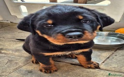 Rottweiler dogs for sale: Rottweiler Puppies in Great Yarmouth - Image 17