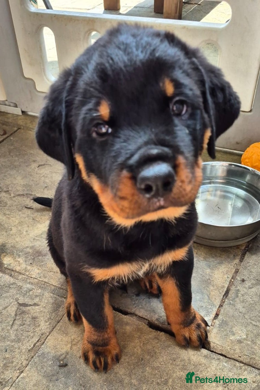 Rottweiler dogs for sale: Rottweiler Puppies in Great Yarmouth - Image 17