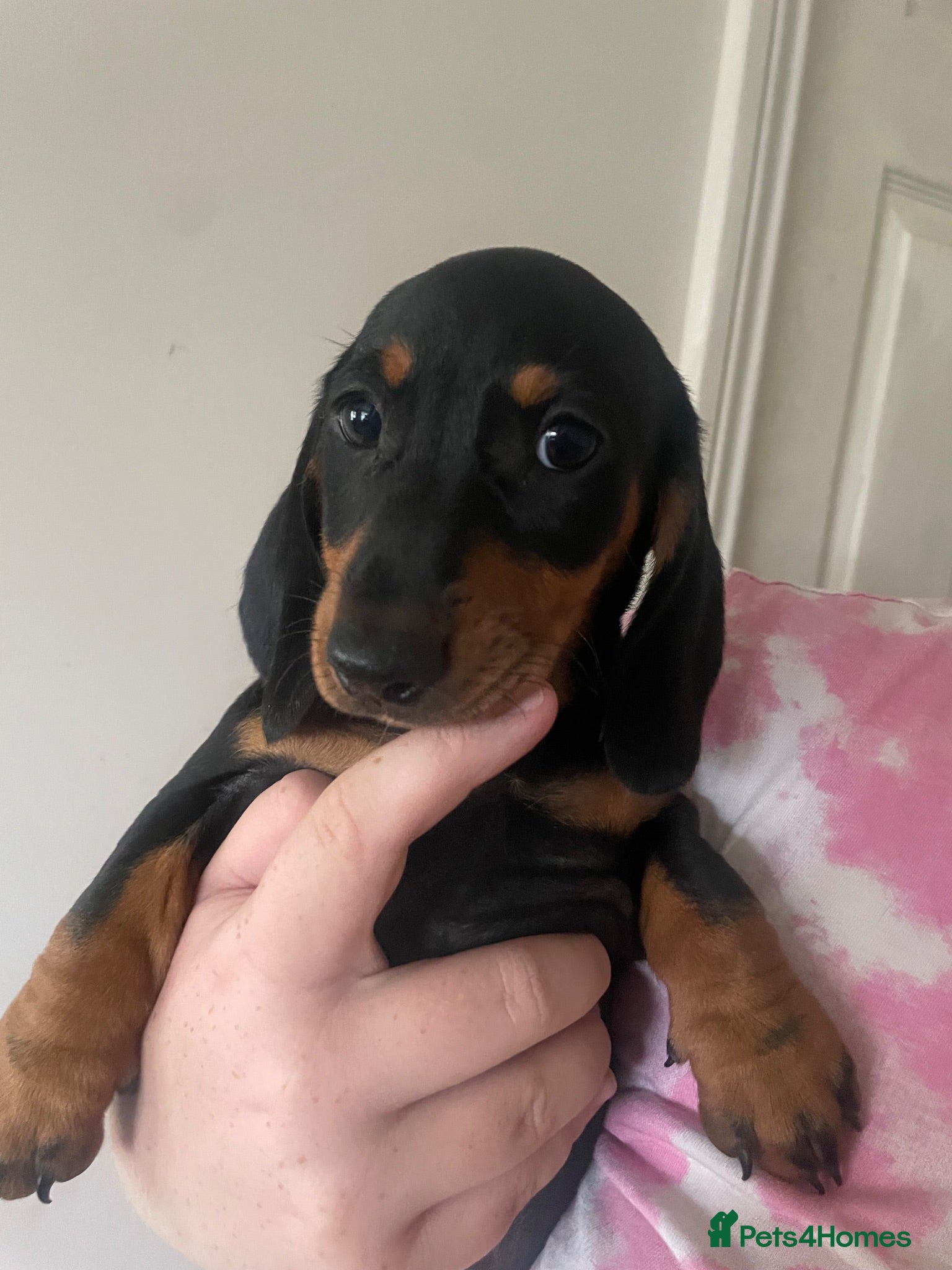 Dachshund dogs 5 left! Dachshund Puppies  - Advert 17