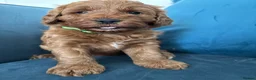 Australian Labradoodle dogs for sale: Australian Double Doodle Miniature puppies. - Advert 10