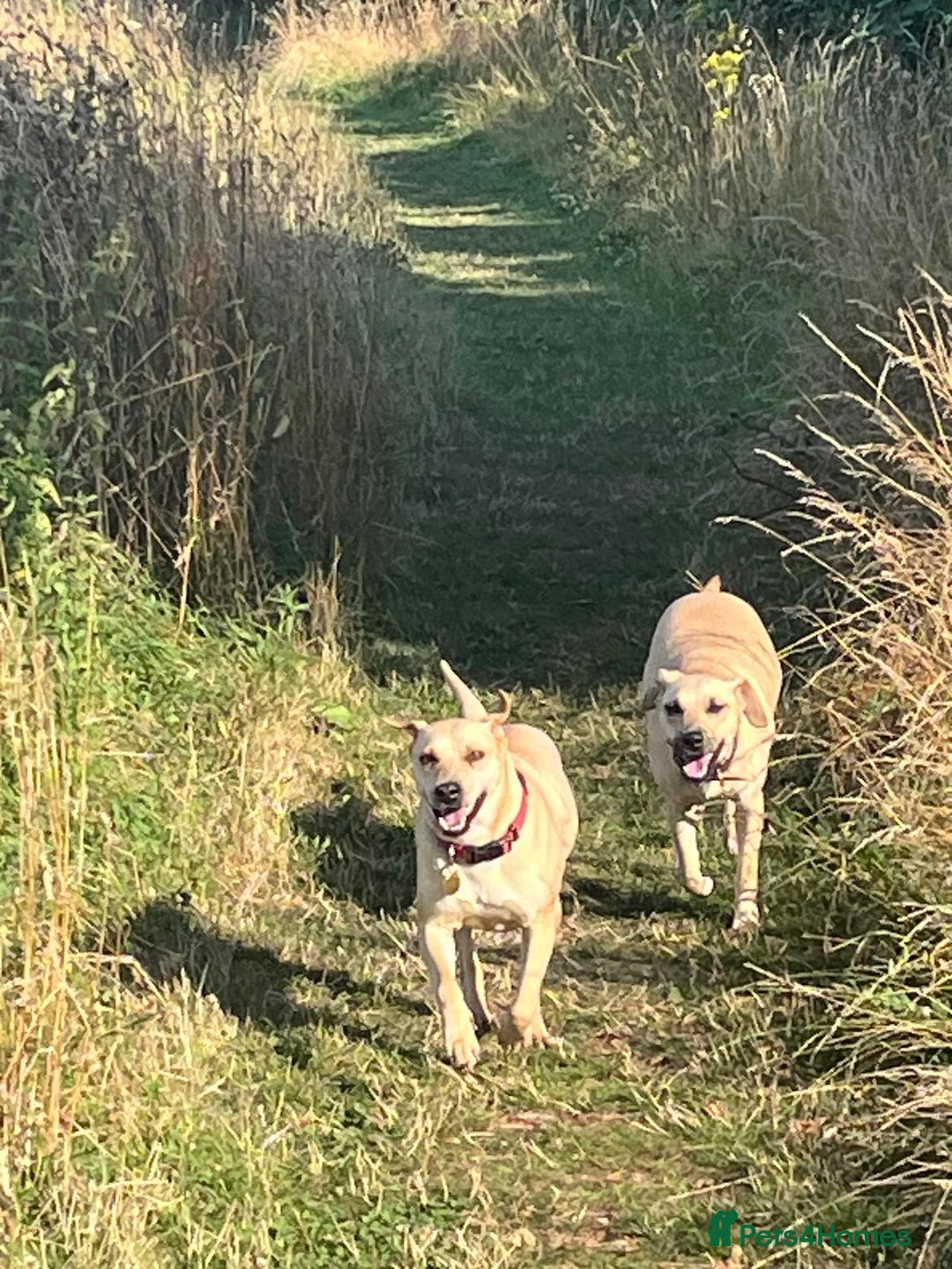 Mixed Breed dogs for adoption: Coco – 5 years old, Female, Possibly Lab Mix  - Image 12
