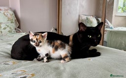 Bengal cats for sale: Bengal kittens 4 pure bangals 5 bengal x kittens - Image 15