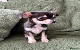 Chihuahua dogs for sale: Tiny chihuahua puppies  - Image 17