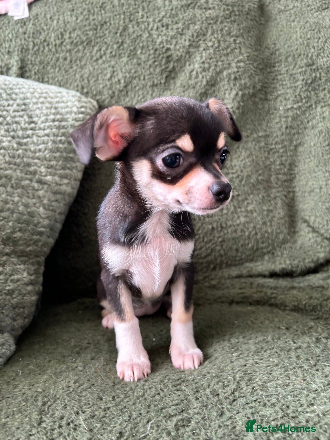 Chihuahua dogs for sale: Tiny chihuahua puppies  - Image 17