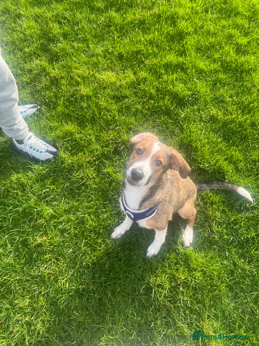 Border Collie dogs for sale: Lunna  in Llandudno - Advert 5