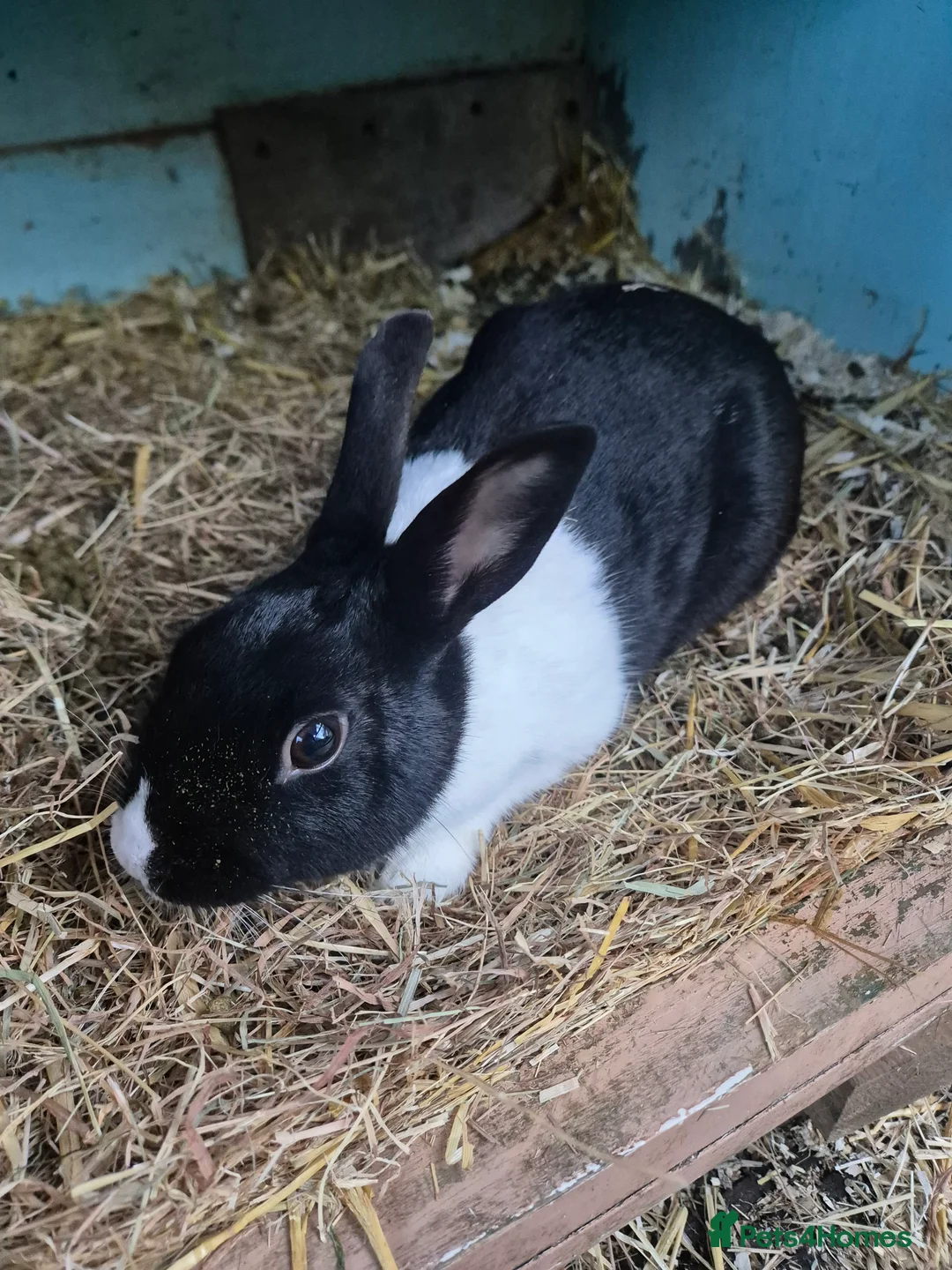 New Zealand rabbits for sale: New Zealand x Dutch Kits - Advert 6