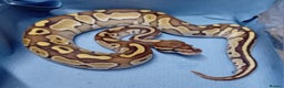 Python Snake reptiles for sale: Hatchling Royal Python's Females - Advert 1