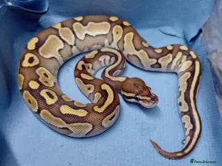 Python Snake reptiles Hatchling Royal Python's Females - Advert 4