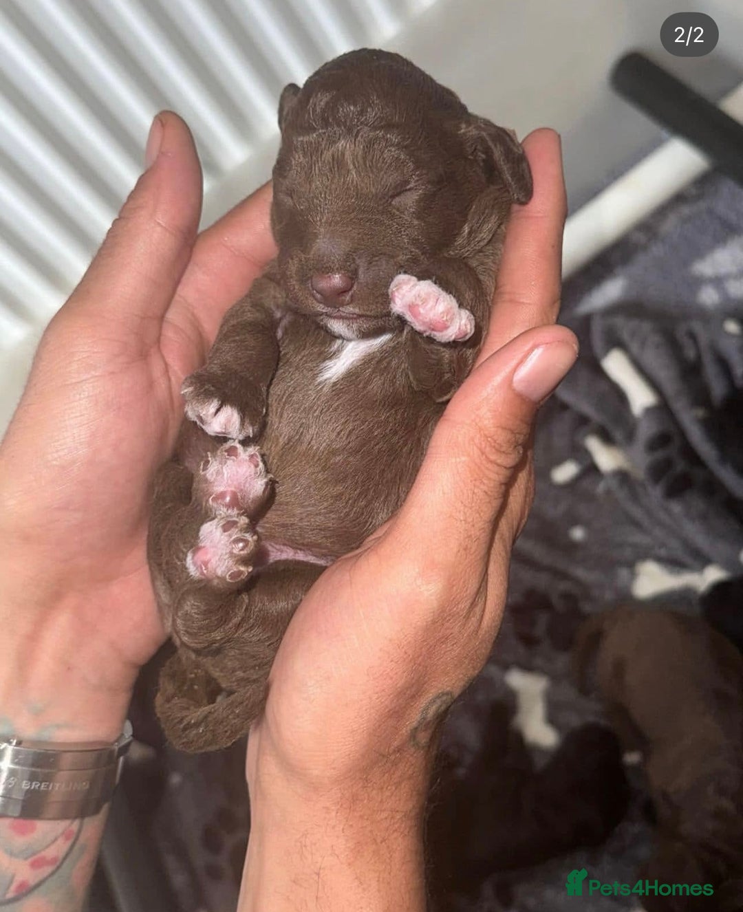 Bedlington Terrier dogs for sale: KC REGISTERED BEDLINGTON TERRIERS - Advert 6