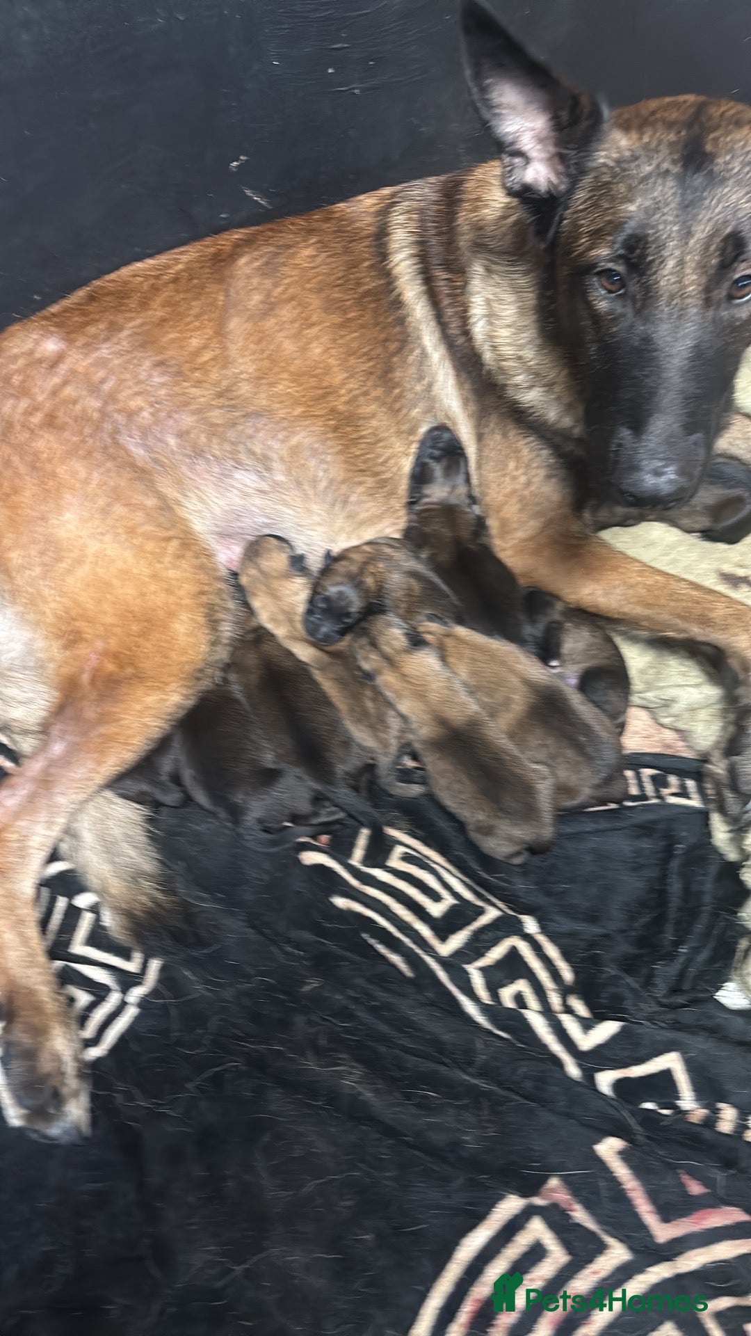 Mixed Breed dogs for sale: Belgian shepherd x German shepherd  - Advert 2