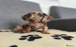 Dachshund dogs for sale: Miniature Dachshund puppies  - Image 5