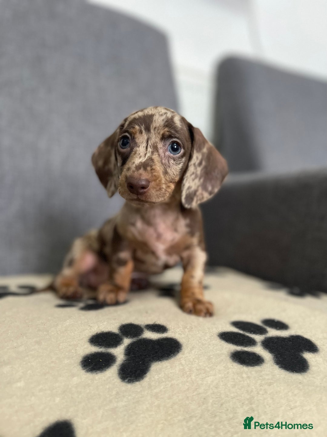 Dachshund dogs for sale: Miniature Dachshund puppies  - Image 5