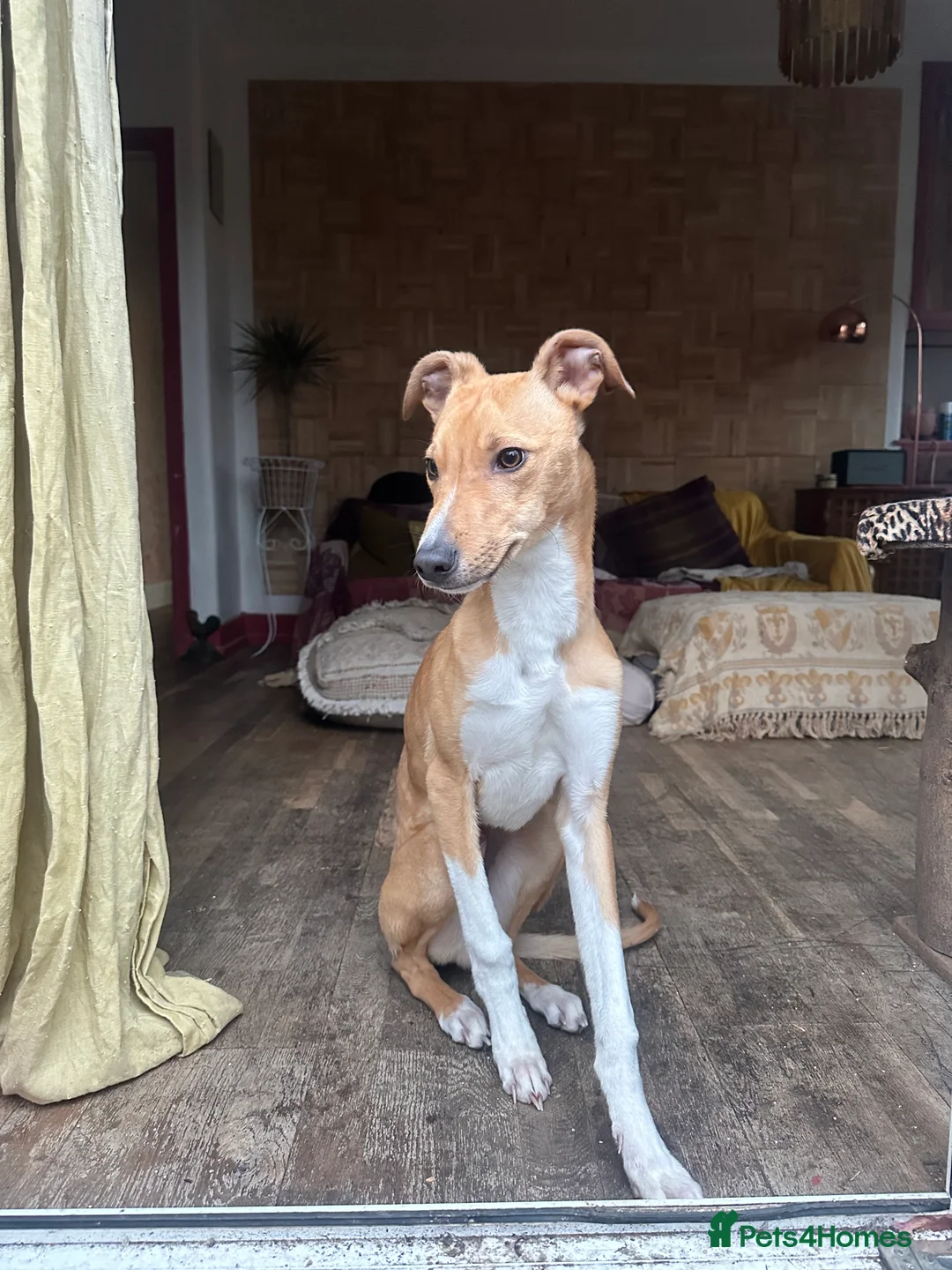 Mixed Breed dogs for sale: Jack Russell x Whippet - Advert 2