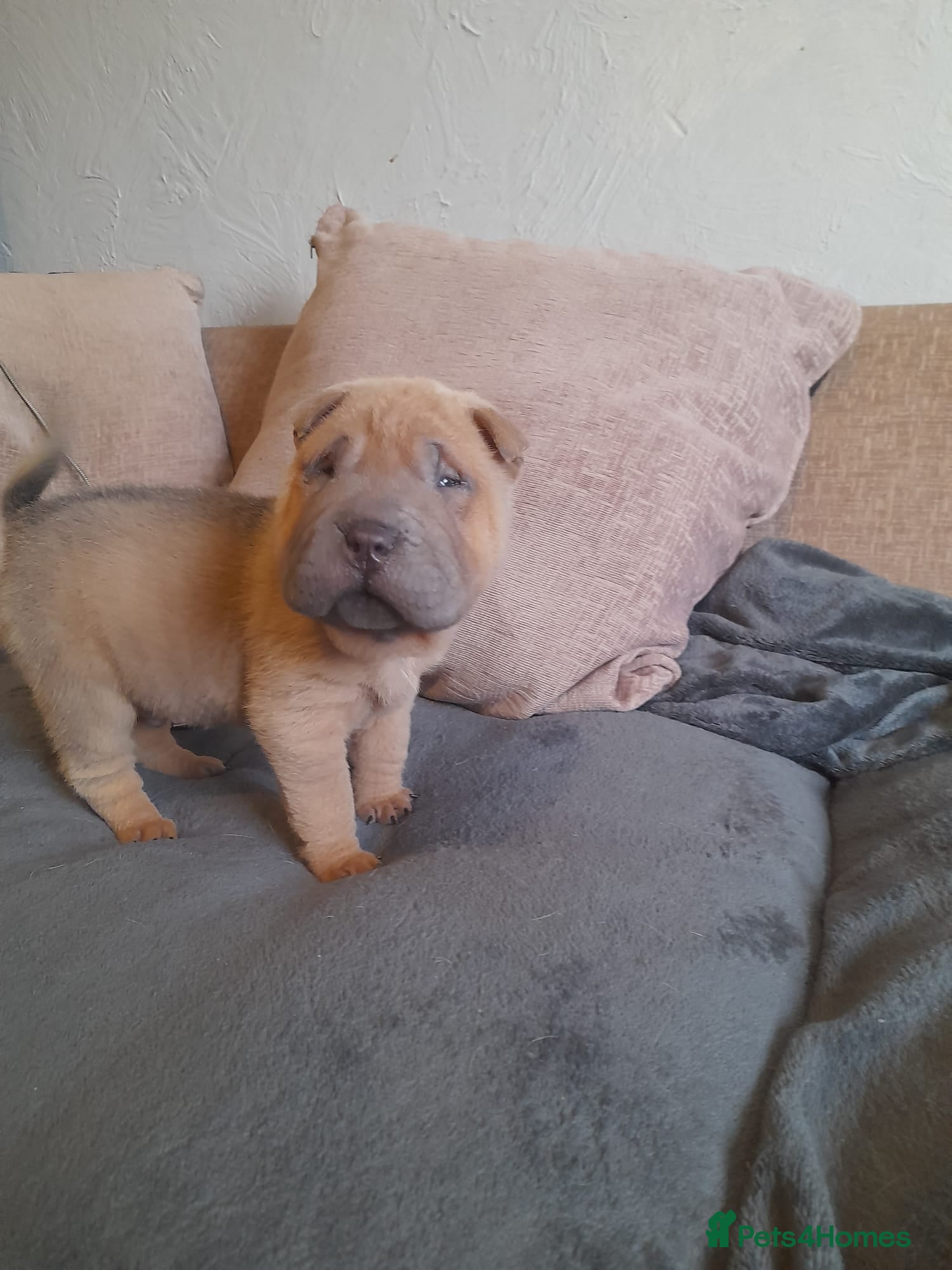 Shar Pei dogs Only 3 left beautiful pups ready to leave  - Advert 1