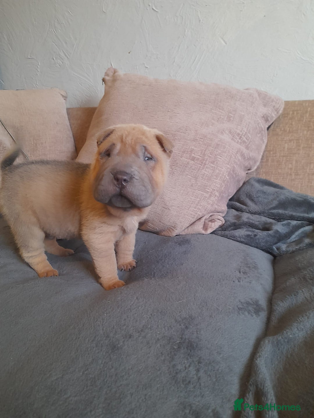 Shar Pei dogs for sale: Only 3 left beautiful pups ready to leave  - Advert 1