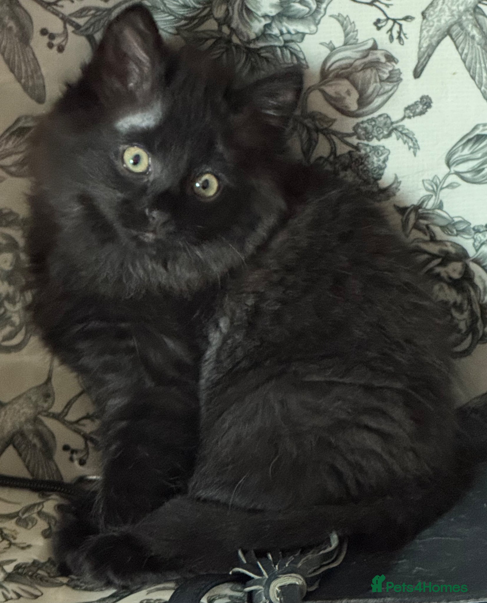 Mixed Breed cats 🐾 Four gorgeous fluffy black kittens 🐾 - Advert 2