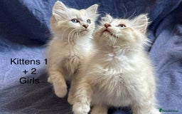 Siberian cats for sale: Four Siberian kittens - Image 10