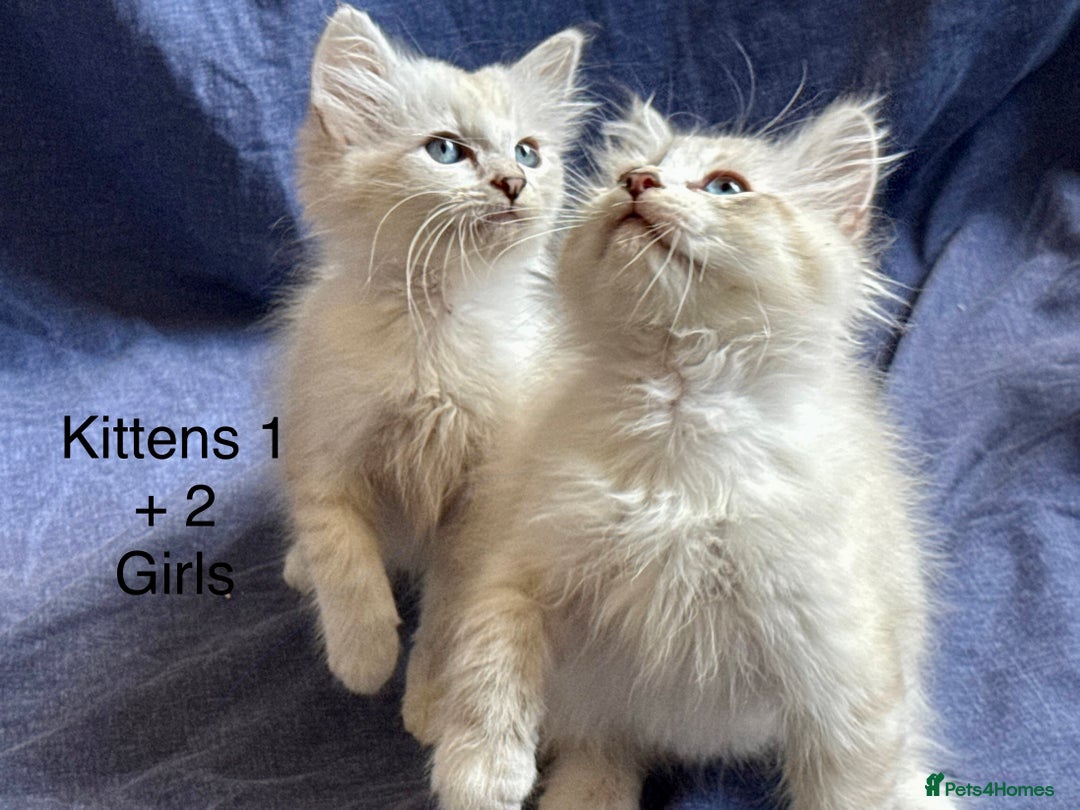 Siberian cats for sale: Four Siberian kittens - Image 10