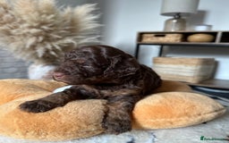 Cockapoo dogs for sale: Not Just Any Cockapoo Puppies – The Special Few - Image 24