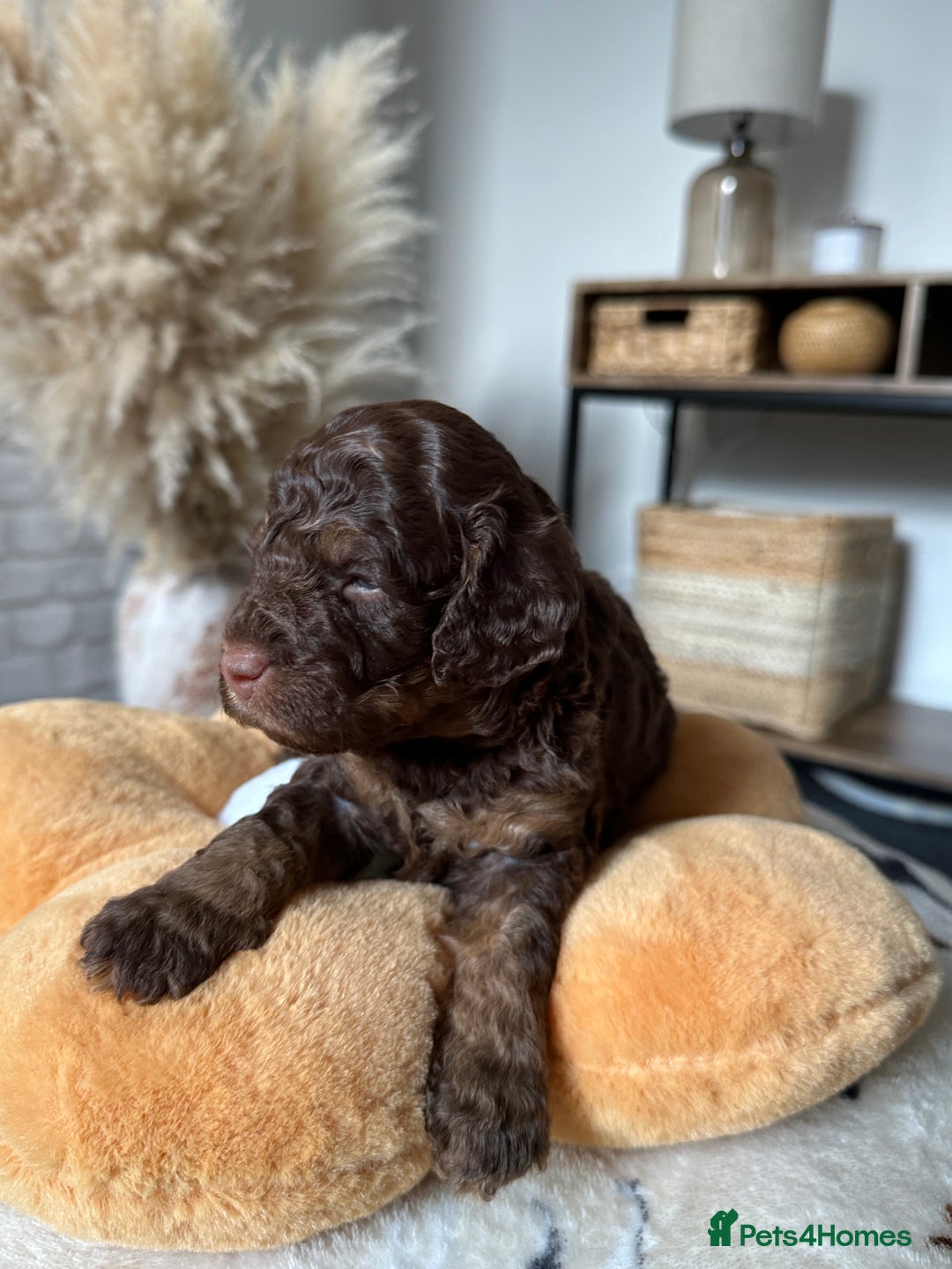 Cockapoo dogs for sale: Not Just Any Cockapoo Puppies – The Special Few - Image 24