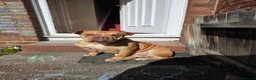 American Bulldog dogs for sale: Our beautiful Skye Dog in Great Yarmouth - Advert 4