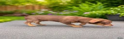 Chihuahua dogs for sale: Beautiful chocolate and tan boy - Advert 2