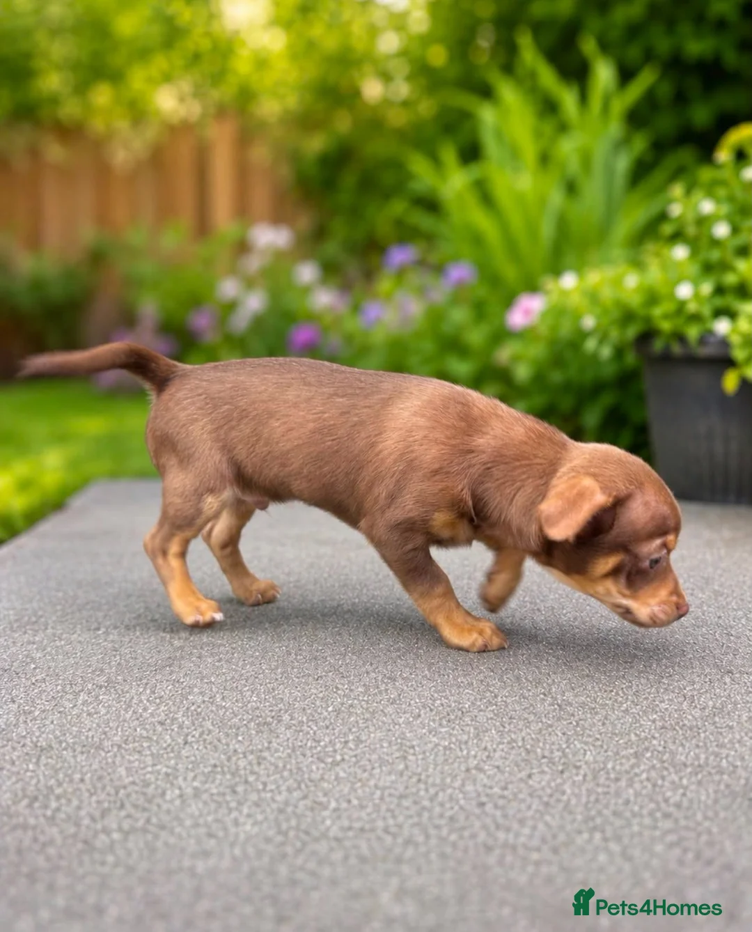 Chihuahua dogs for sale: Beautiful chocolate and tan boy - Advert 2