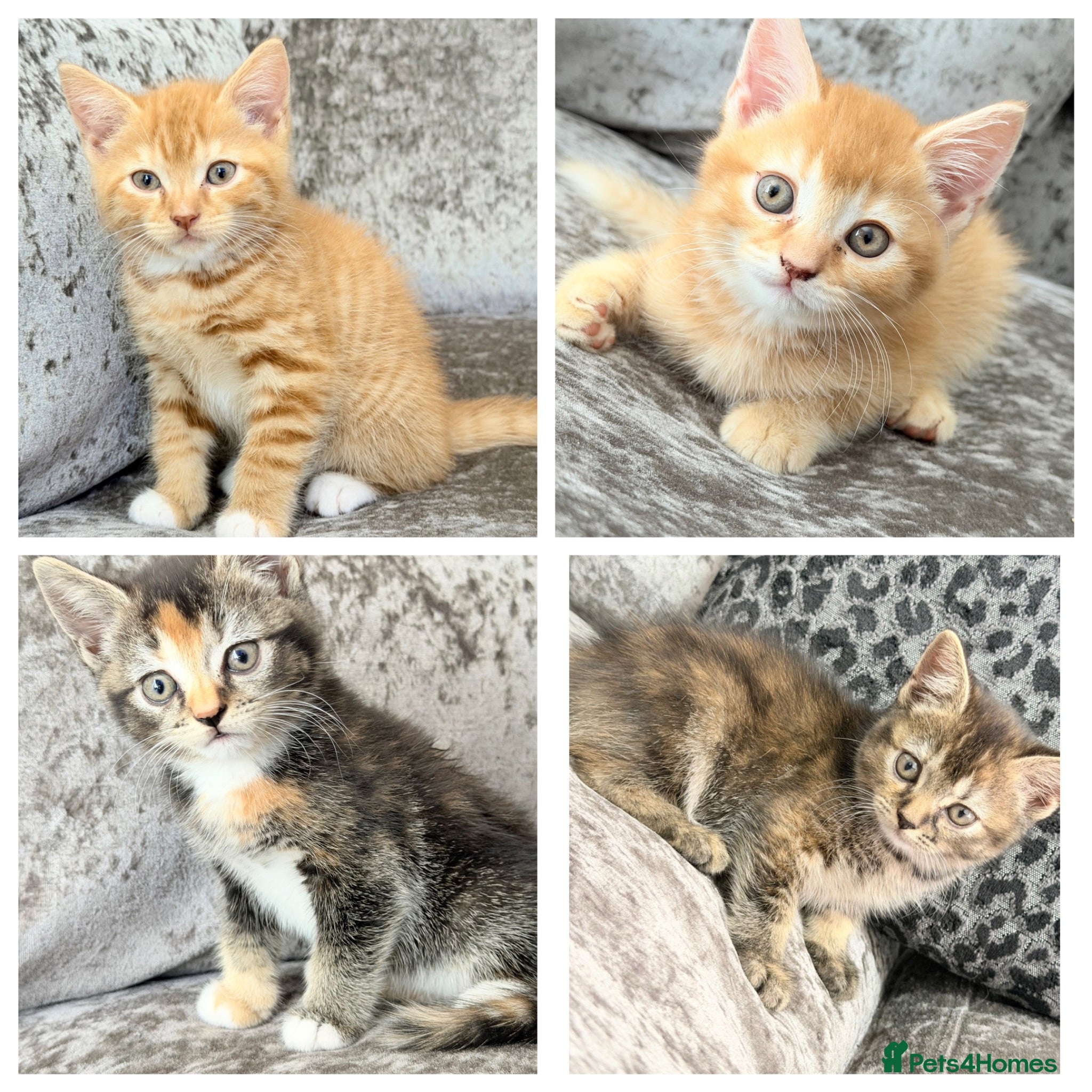 Mixed Breed cats READY TO LEAVE British ShorthairX kittens  - Advert 3