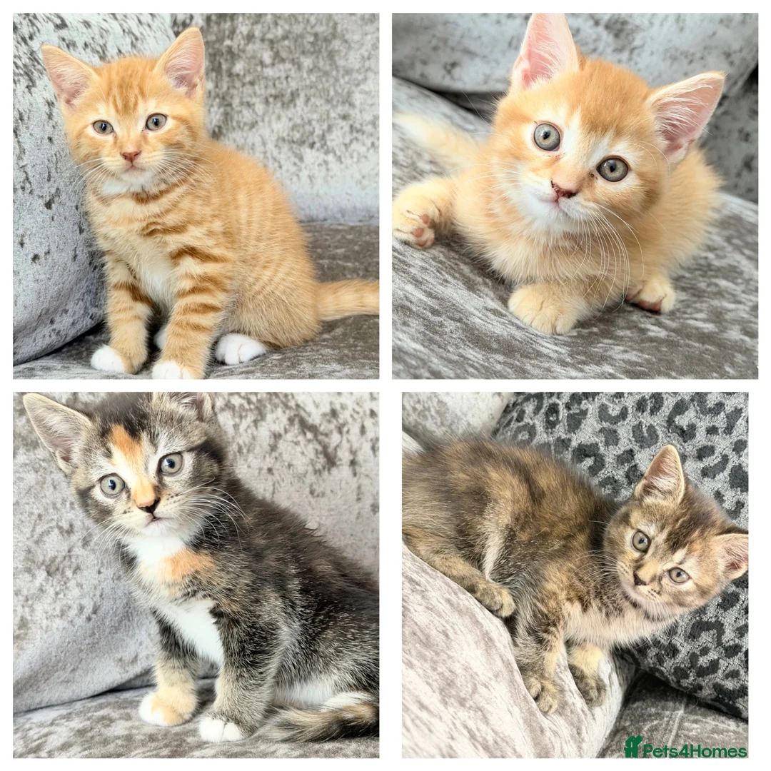 Mixed Breed cats for sale: READY TO LEAVE British ShorthairX kittens  - Advert 2