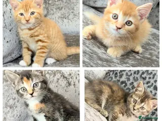 Mixed Breed cats READY TO LEAVE British ShorthairX kittens - Advert 3