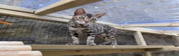Bengal cats for sale: 🖤🩶🤍 BEAUTIFUL BENGAL KITTENS 🤍🩶🖤 - Advert 32