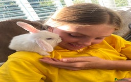 Mini Lop rabbits for sale: Beautiful mini lop babies - super temperaments - Image 2