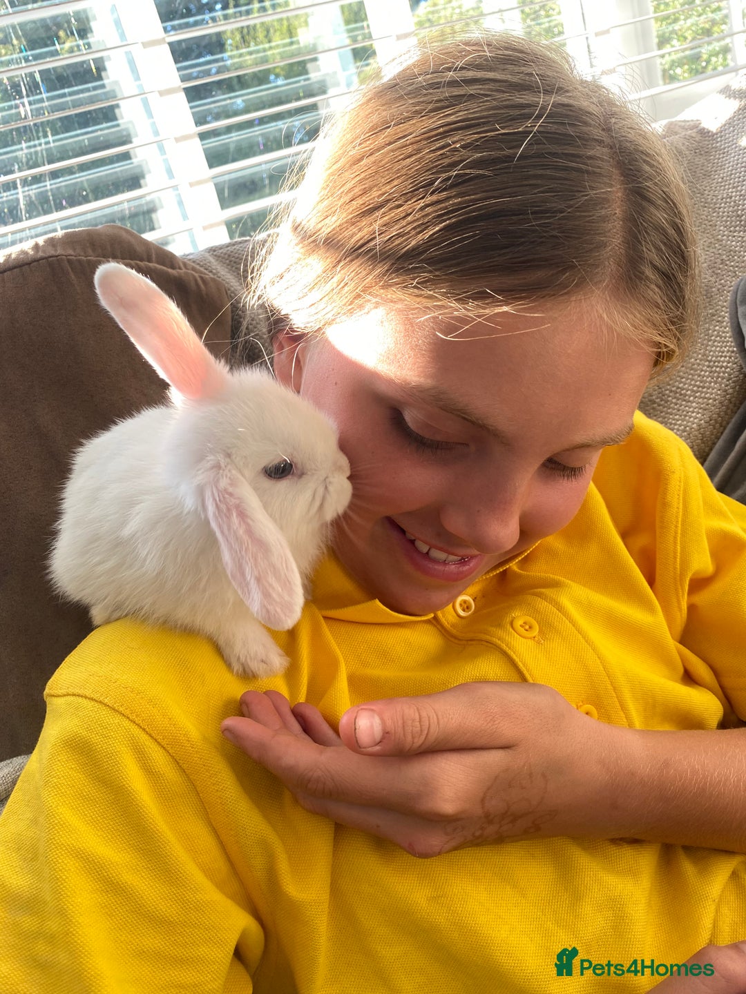 Mini Lop rabbits for sale: Beautiful mini lop babies - super temperaments - Image 2