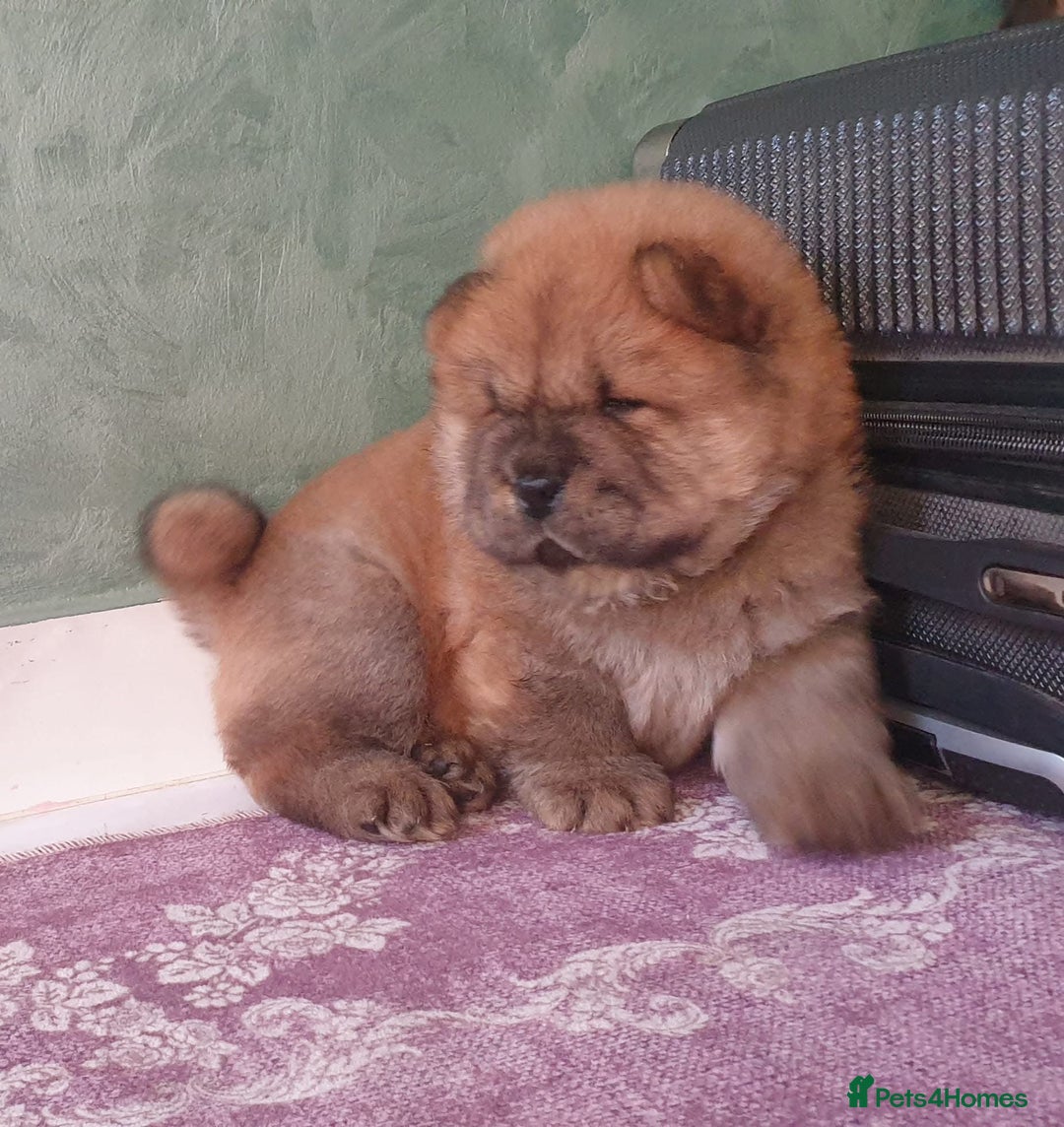 Chow Chow dogs for sale: KC Top quality of chow chow looking for new  🏠  - Advert 8