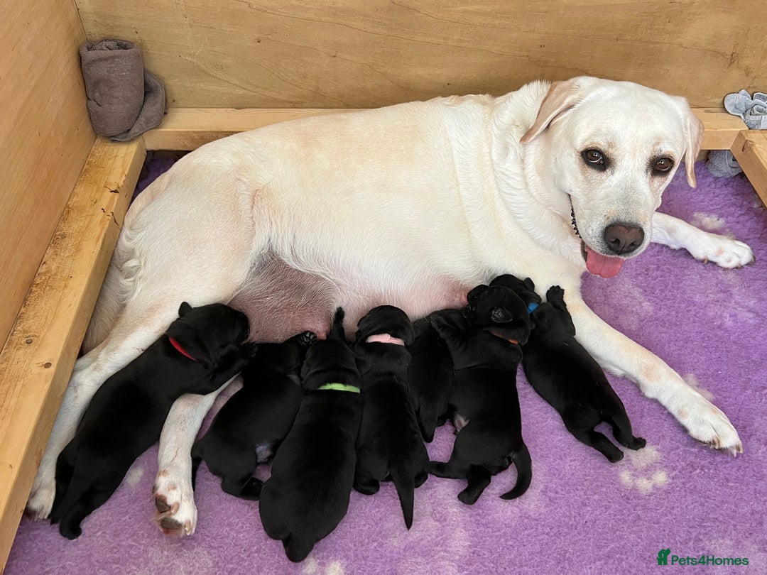 Labrador Retriever dogs for sale: KC DNA TESTED STUNNING ROBUST PUPPIES - Image 2