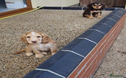 Cocker Spaniel dogs for sale: Gorgeous Chocolate & Sable Show Cocker Pups Ready - Image 30