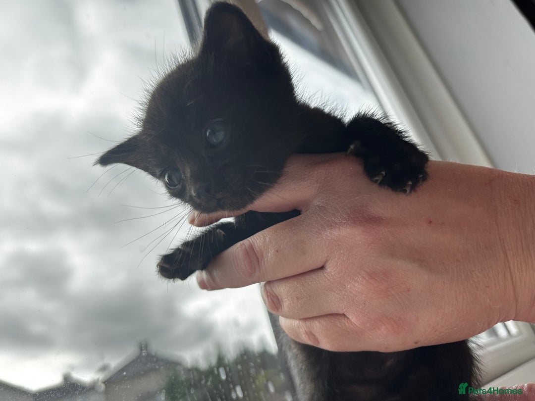 Mixed Breed cats for sale: Beautiful cross mixed breed bengal/tabby kittens  - Image 16