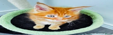 Maine Coon Kitten 2