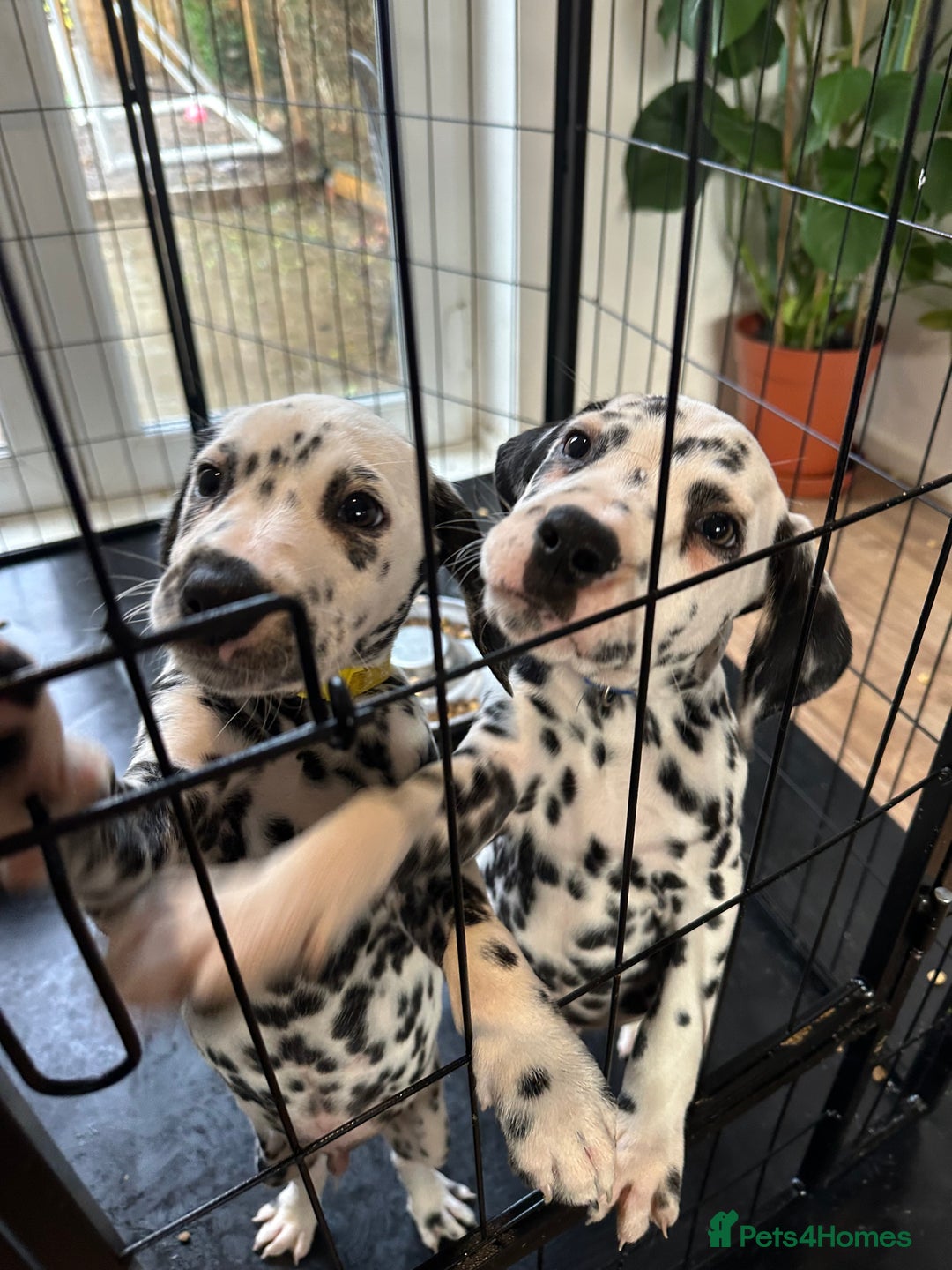 Dalmatian dogs for sale: Dalmatian boys 2 stunning boys left - Advert 20