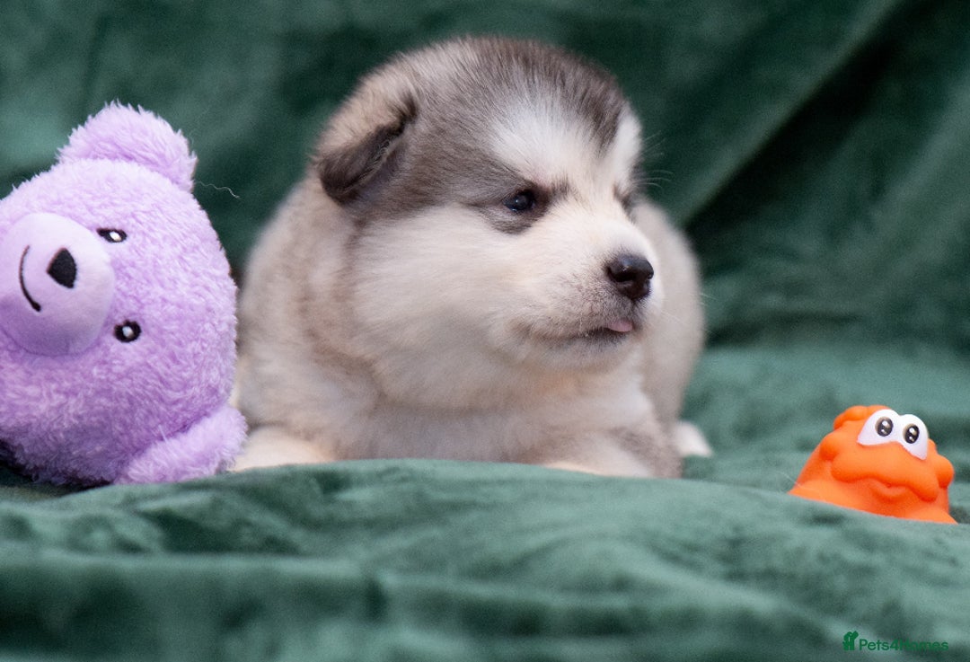 Alaskan Malamute dogs for sale: 🌟Beautiful pure malamutes💯 - Image 20