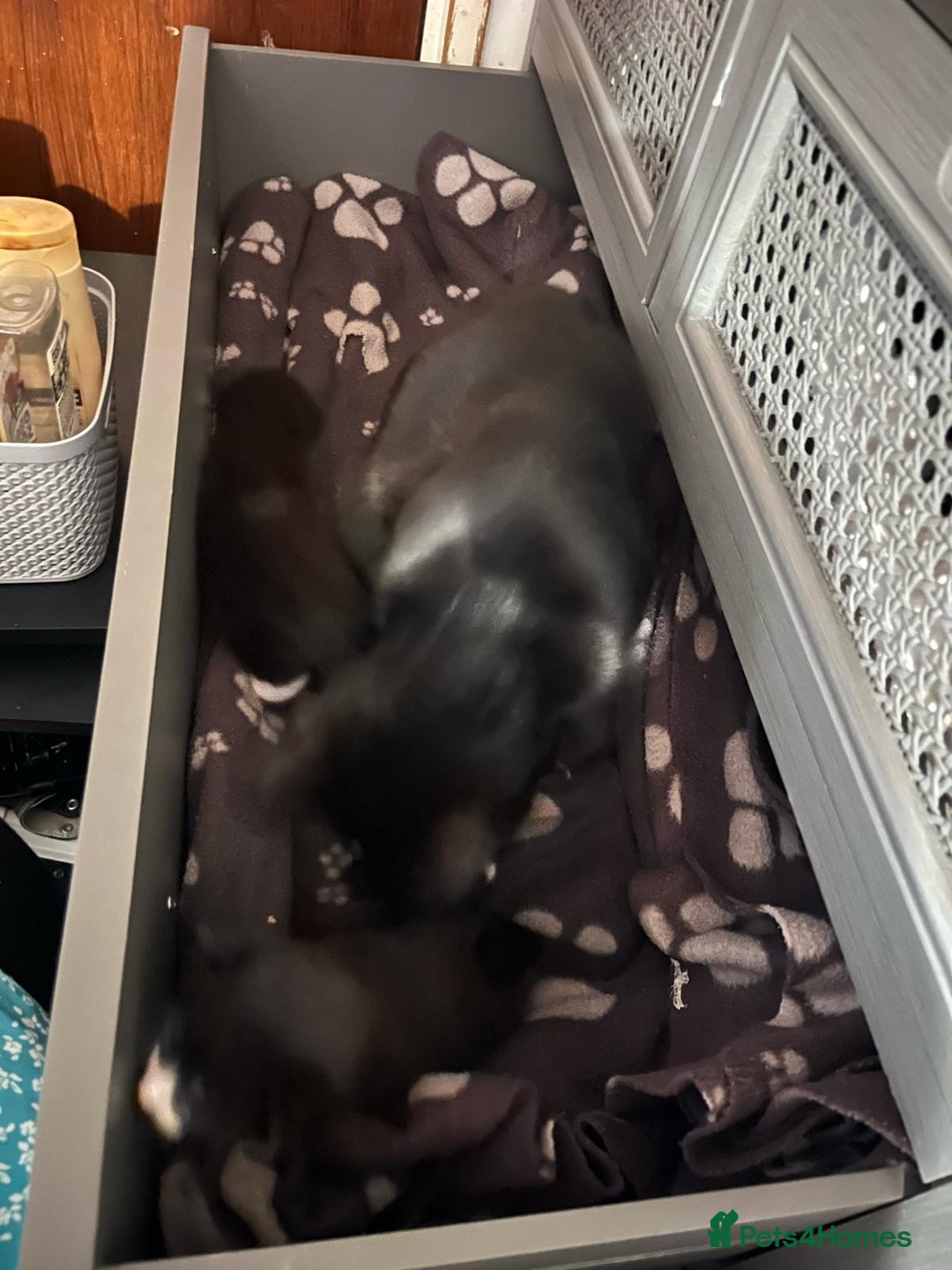 Mixed Breed cats for sale: 2 girls 2 boys - Image 4