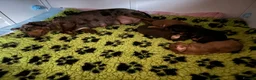 Miniature Dachshund dogs for sale: Smooth haired miniature dachshund  in Norwich - Advert 6